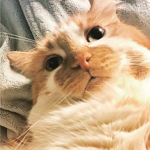 Meet your Posher, Biggie :)